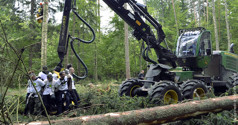 Вырубка леса в Беловежской пуще в Польше