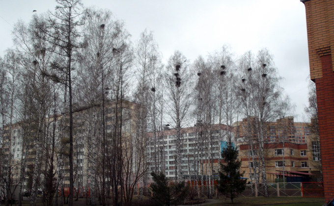 Гракі селяцца калоніямі побач з будынкамі. Фота vn.ru