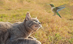 Кот смотрит на птицу