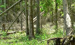 Хвойный лес в Березинском биосферном заповеднике