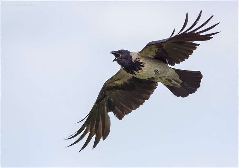 Серая ворона. Фото Николая Воробья