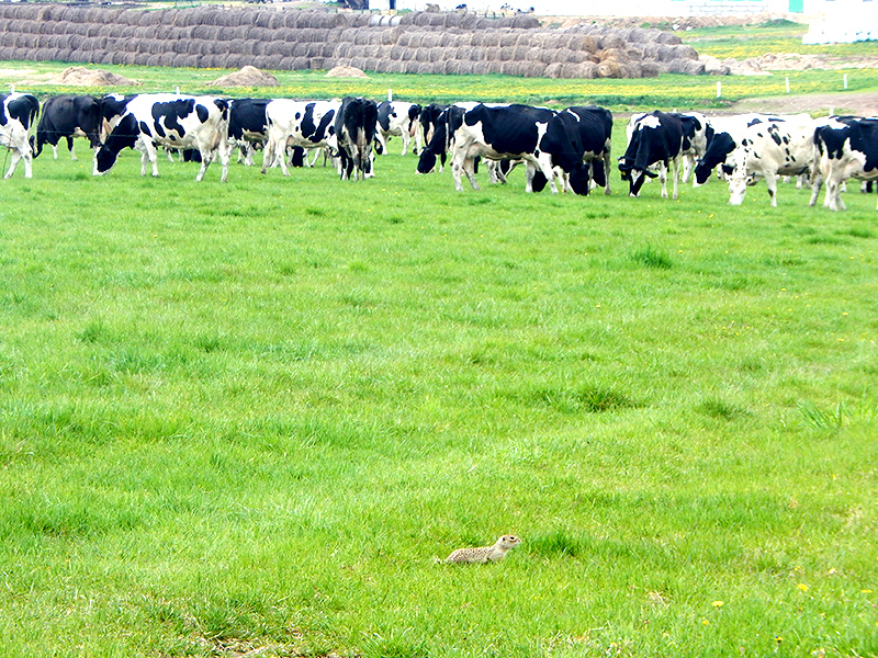 Выпас коров благоприятен для сусликов: трава низкая, и заметить опасность легче. Фото Александра Винчевского