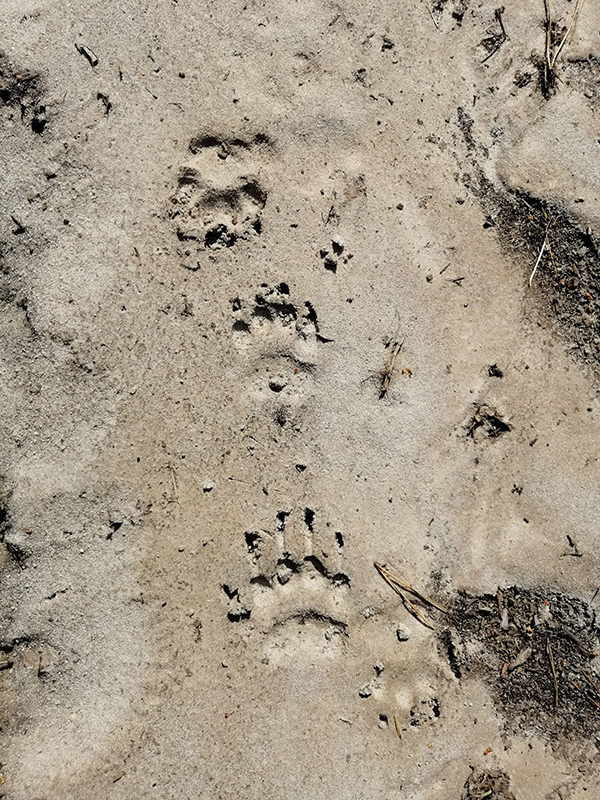 Барсучьи следы на песке