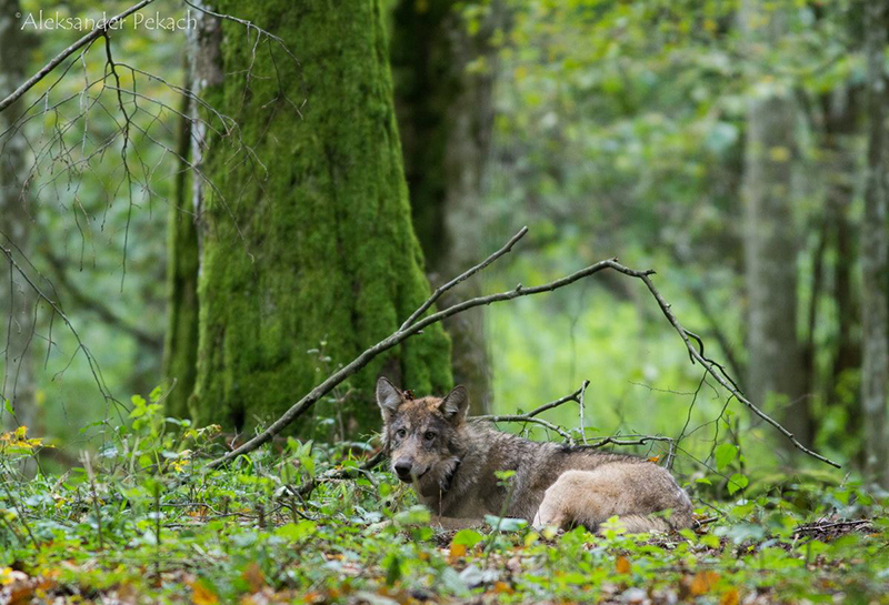 Волк. Фото Александра Пекача