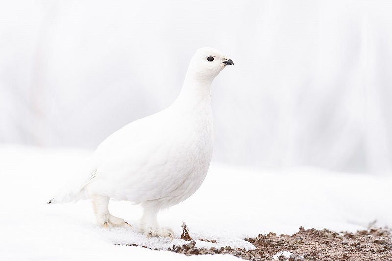 белая куропатка птица Беларусь