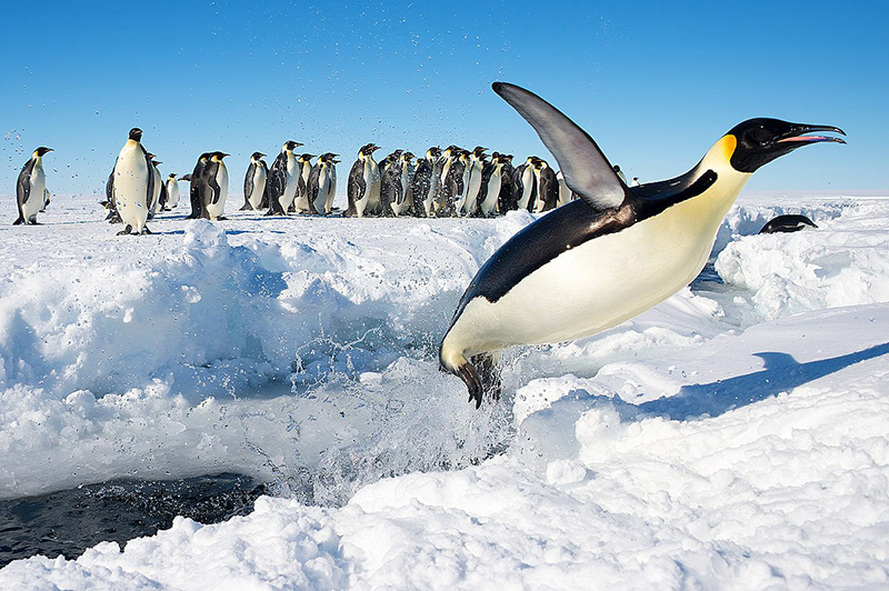 Императорский пингвин (Aptenodytes forsteri) в Антарктиде выпрыгивает из воды. Фото Кристофера Мишеля, Wikimedia Commons