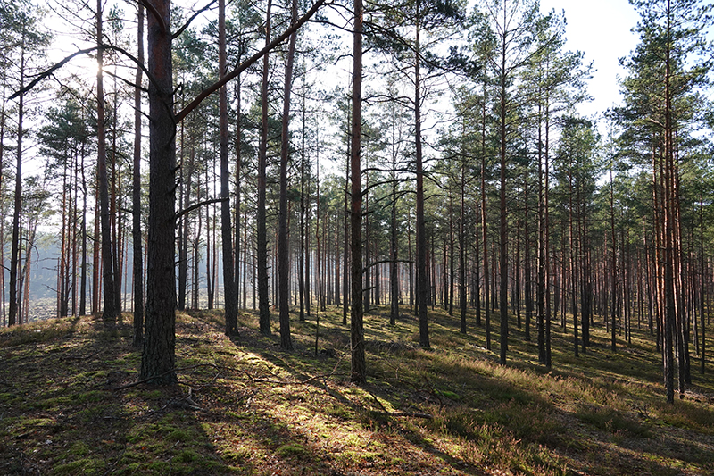 Казалось, лес вымер. Фото Александра Анкуды