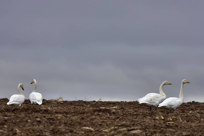 Лебеди-кликуны на поле. Фото Инны Субботиной