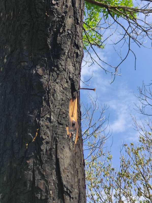 Сінічнік, павешаны на вышыні 2,5 метры, згарэў падчас пажару. Фота Андрэя Шэўчыка