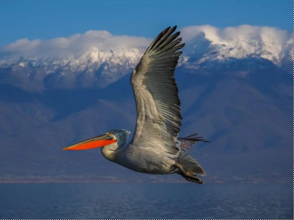 Кудрявый пеликан. Фото Nicram-Sabod, Shutterstock