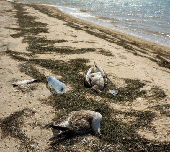 Сотни трупов морских птиц выброшены волнами на берег. Фото Shkiredim, Shuttersctock