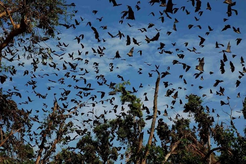 Пальмавыя крыланы збіраюцца на адпачынак у нацыянальным парку “Касанка” 
