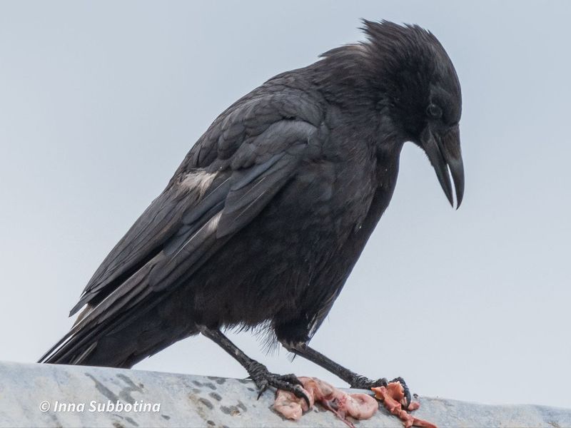 Черная ворона. Фото Инны Субботиной