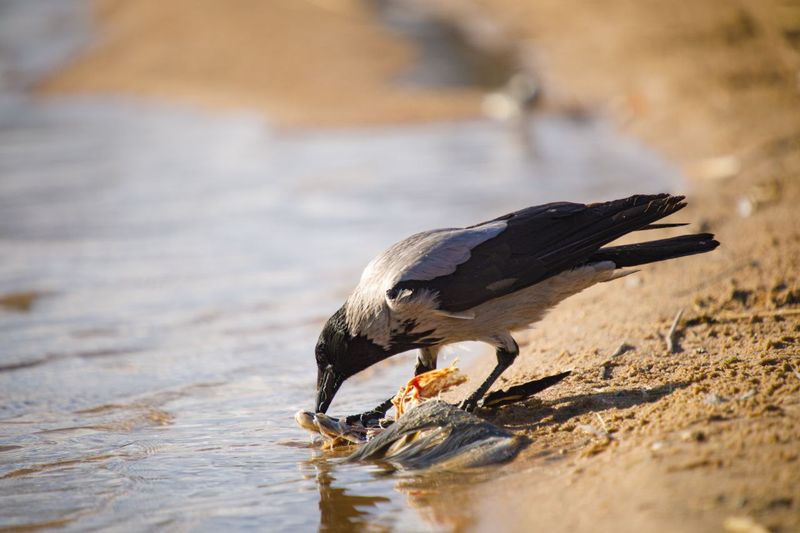 Серая ворона, Смолевичское водохранилище. Фото Оксаны Казаковой