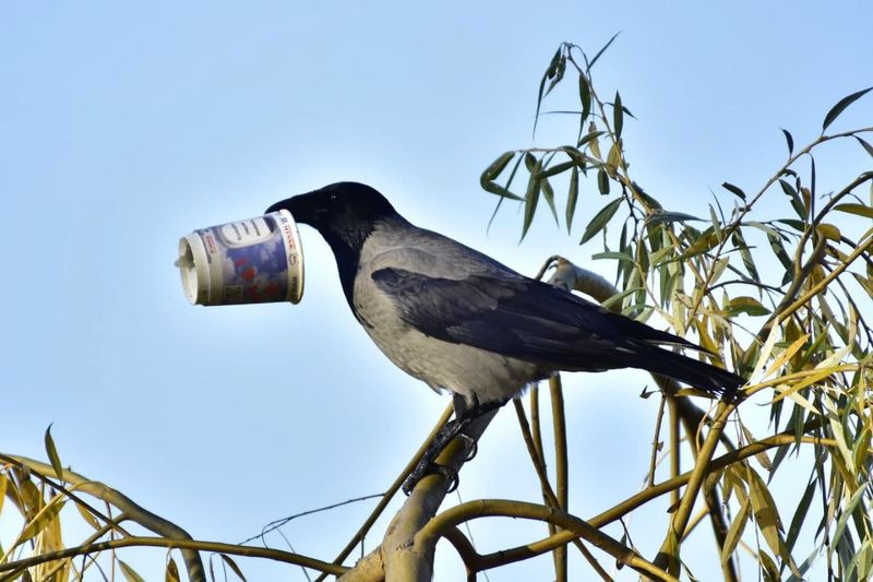 Серая ворона со стаканчиком. Фото Инны Субботиной